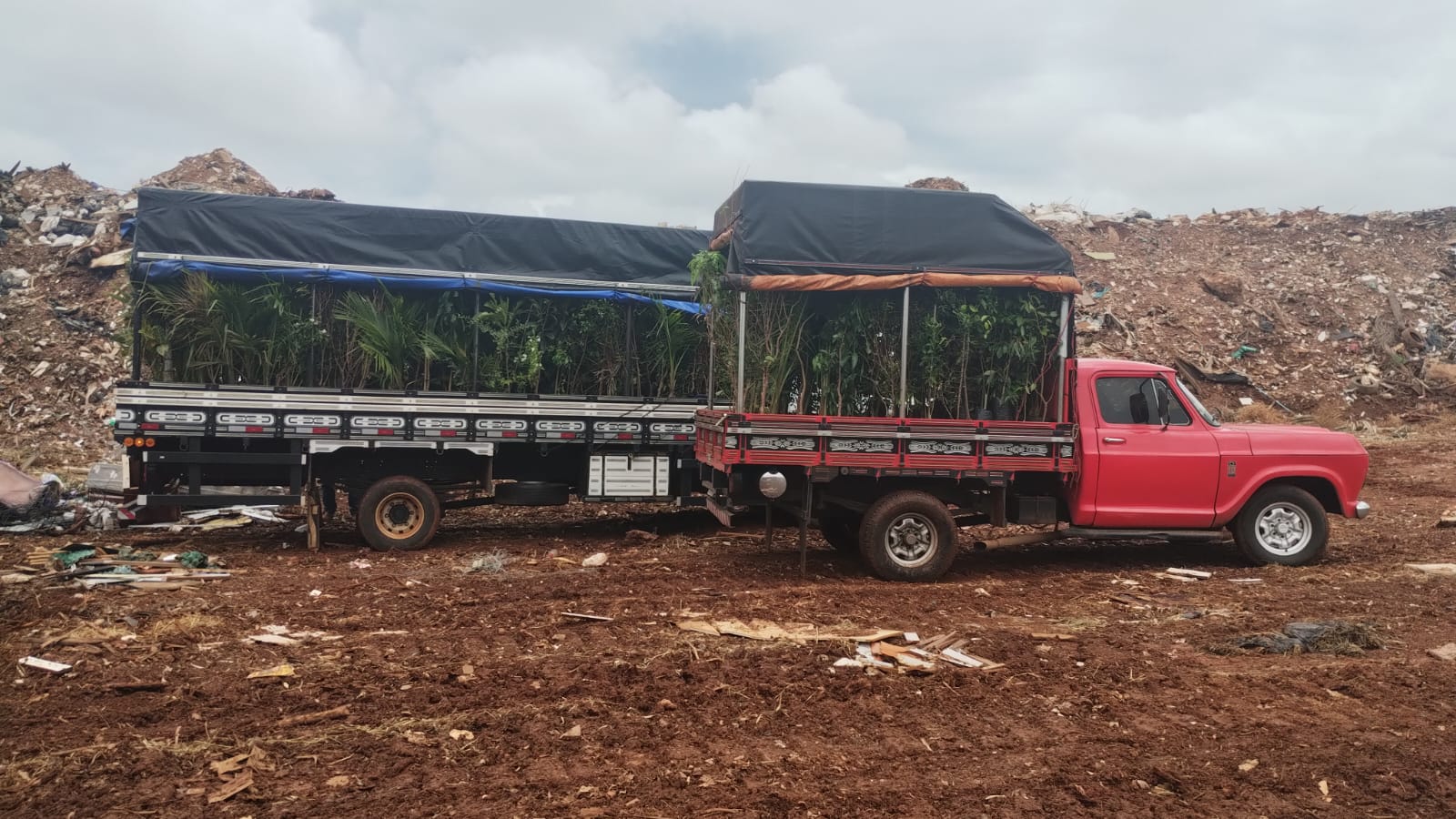 Agrodefesa combate comércio clandestino de mudas