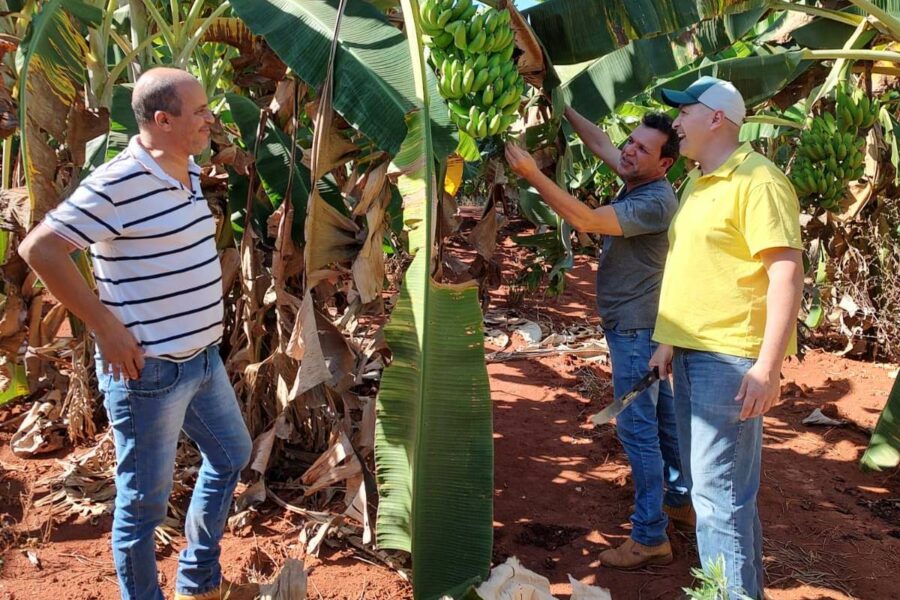 Agrodefesa realiza ações preventivas para bananicultura goiana