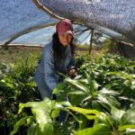 Governo seleciona produtores para Projeto de Fruticultura Irrigada do Vão do Paranã