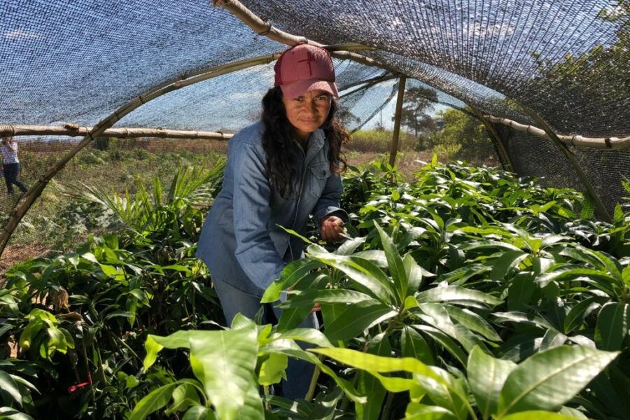 Governo seleciona produtores para Projeto de Fruticultura Irrigada do Vão do Paranã