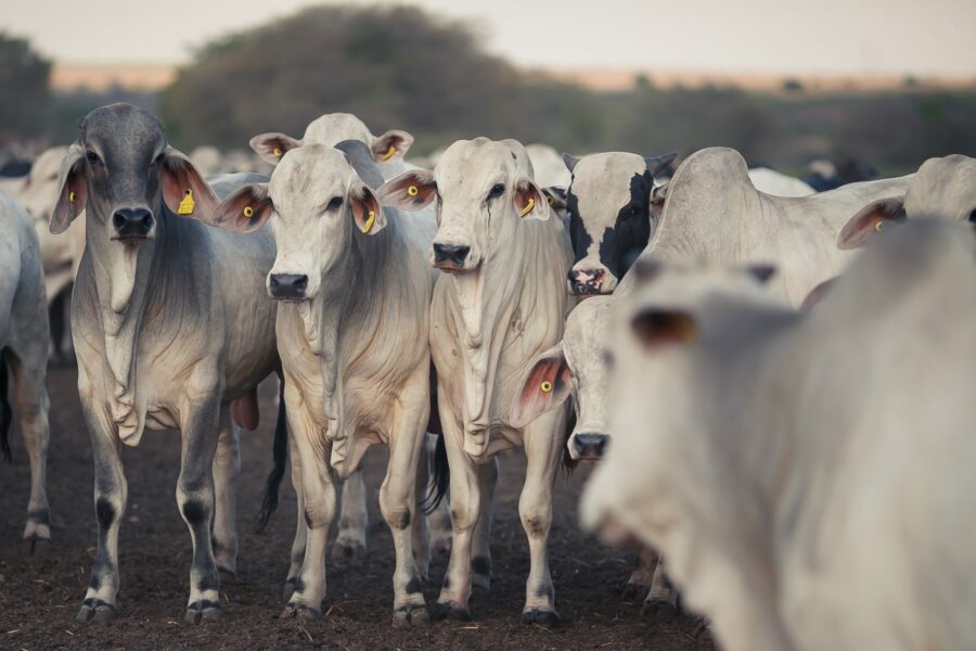 FCO Rural tem mais de R$ 77 milhões aprovados em novembro