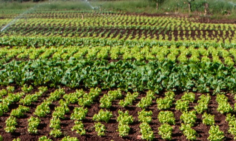 PAA Goiás 2023 investe R$ 12 milhões na agricultura familiar