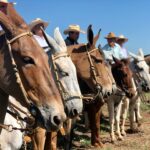 Agrodefesa participa da 16ª edição do Encontro Nacional de Muladeiros