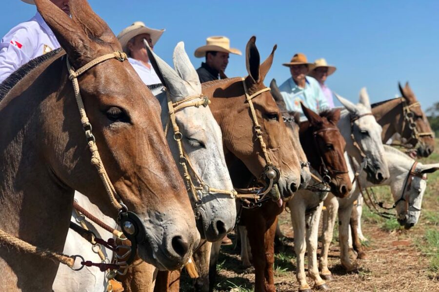 Agrodefesa participa da 16ª edição do Encontro Nacional de Muladeiros