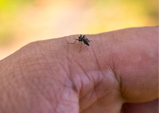 Hospital de Formosa alerta para a prevenção da dengue