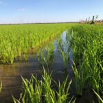 Goiás vai apresentar produção de arroz a missão chinesa 