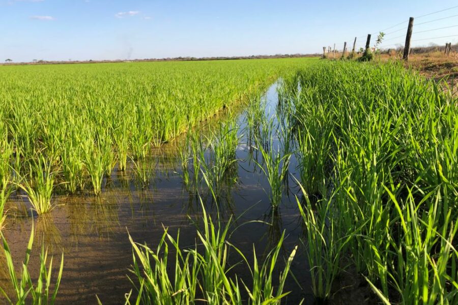 Goiás vai apresentar produção de arroz a missão chinesa 
