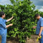 Agrodefesa identifica novos focos de cancro cítrico em Goiás