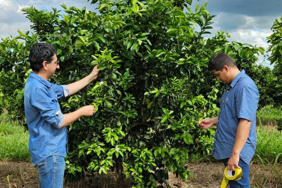 Agrodefesa identifica novos focos de cancro cítrico em Goiás