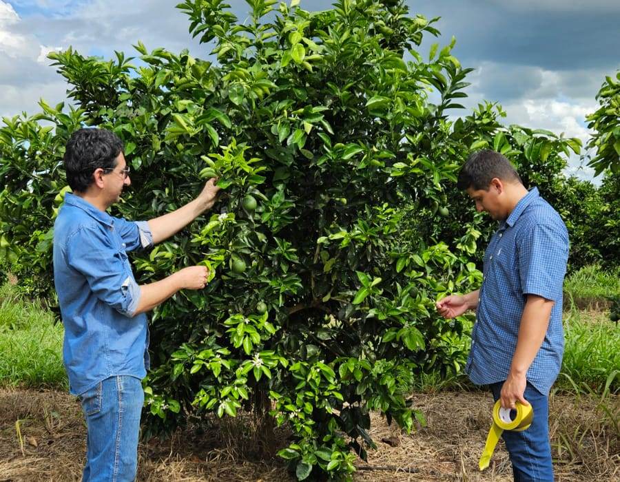 Agrodefesa identifica novos focos de cancro cítrico em Goiás