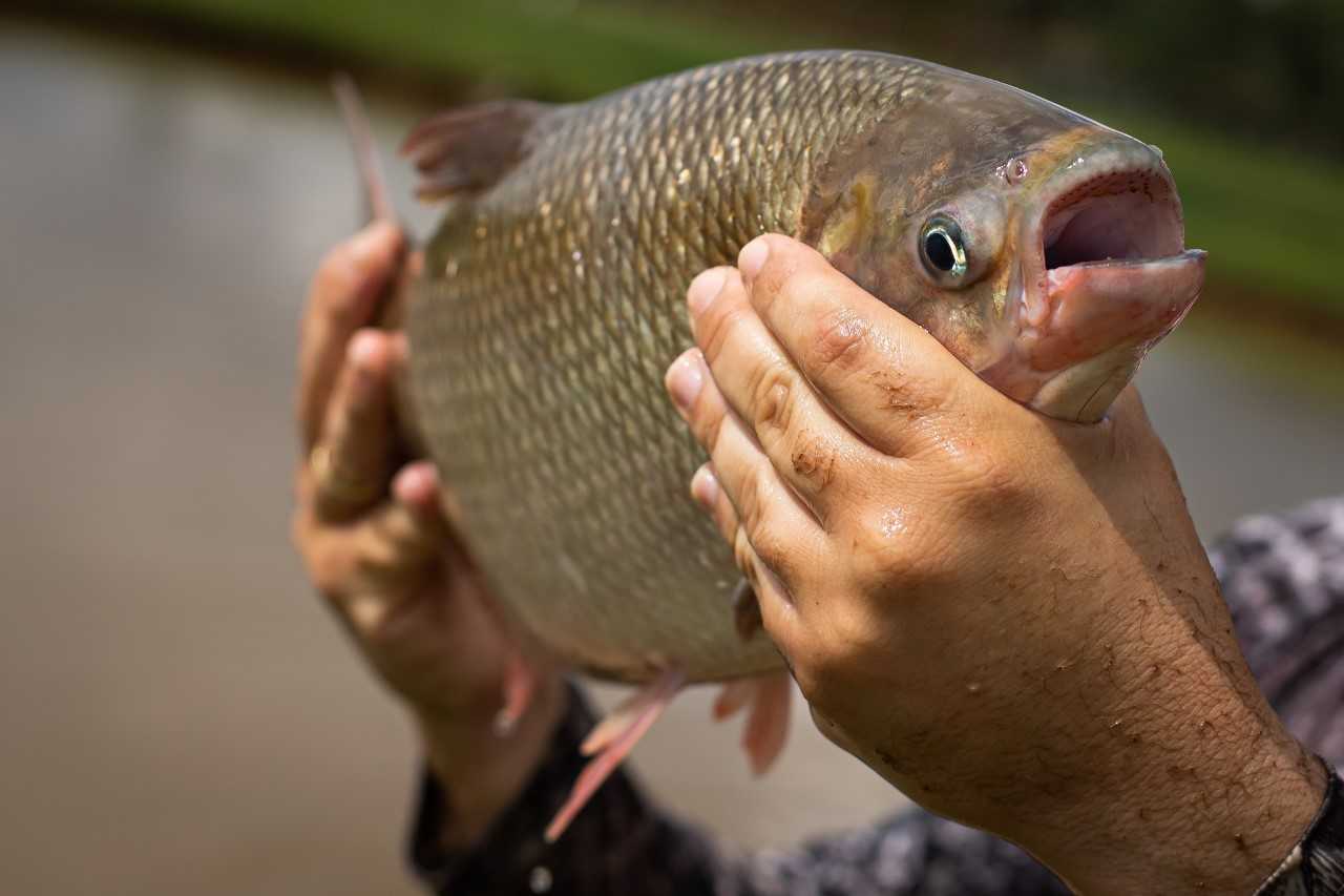 Agrodefesa alerta para cadastro de produtores de pescado