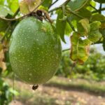 Fruticultura Irrigada do Vão do Paranã avança com plantio de maracujá e manga