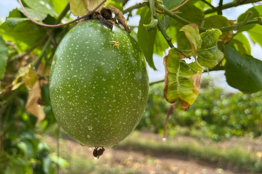 Fruticultura Irrigada do Vão do Paranã avança com plantio de maracujá e manga