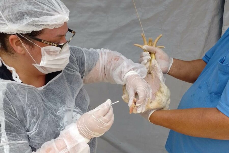 Mapeamento sanitário mantém Goiás livre de Influenza Aviária e doença de Newcastle