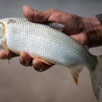 Agrodefesa orienta consumidor na compra de pescados