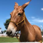 Agrodefesa divulga Passaporte Equestre durante Encontro de Comitivas, em Goiânia