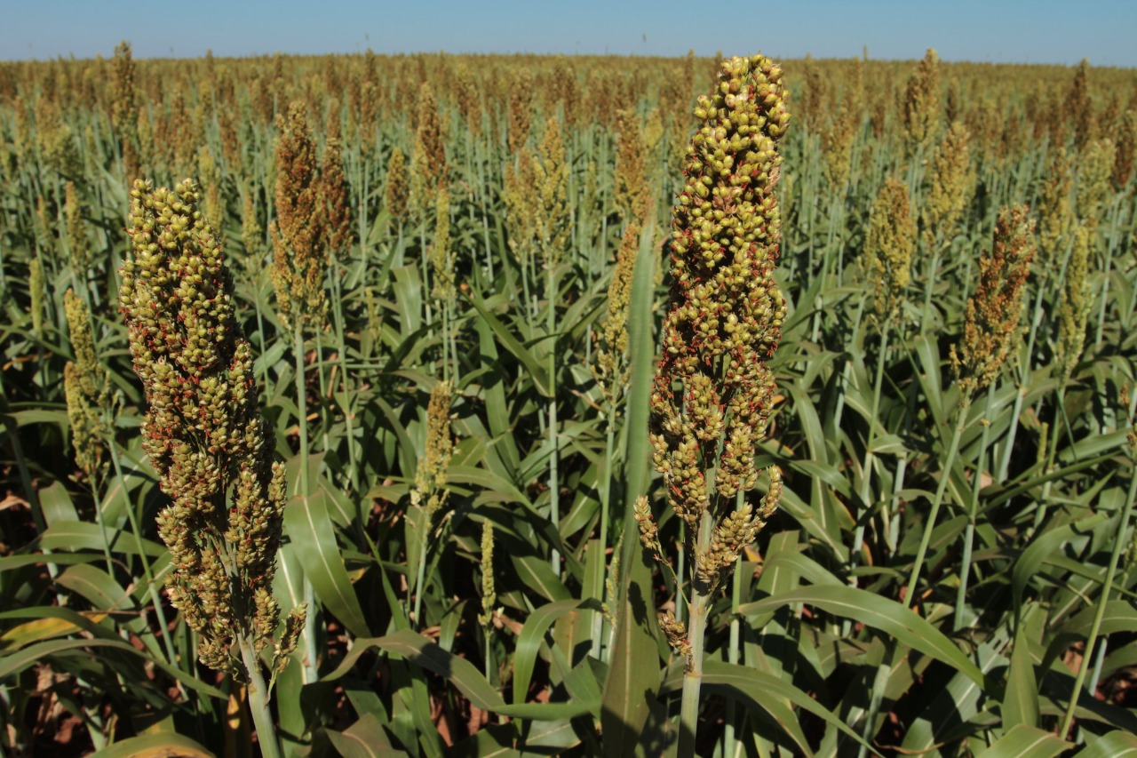 Goiás é o maior produtor e exportador de sorgo do Brasil