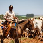 Dia do Trabalhador: agropecuária goiana gera 6,7 mil empregos em 2024