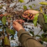 Conab prevê crescimento de 30,6% na produção de café em Goiás