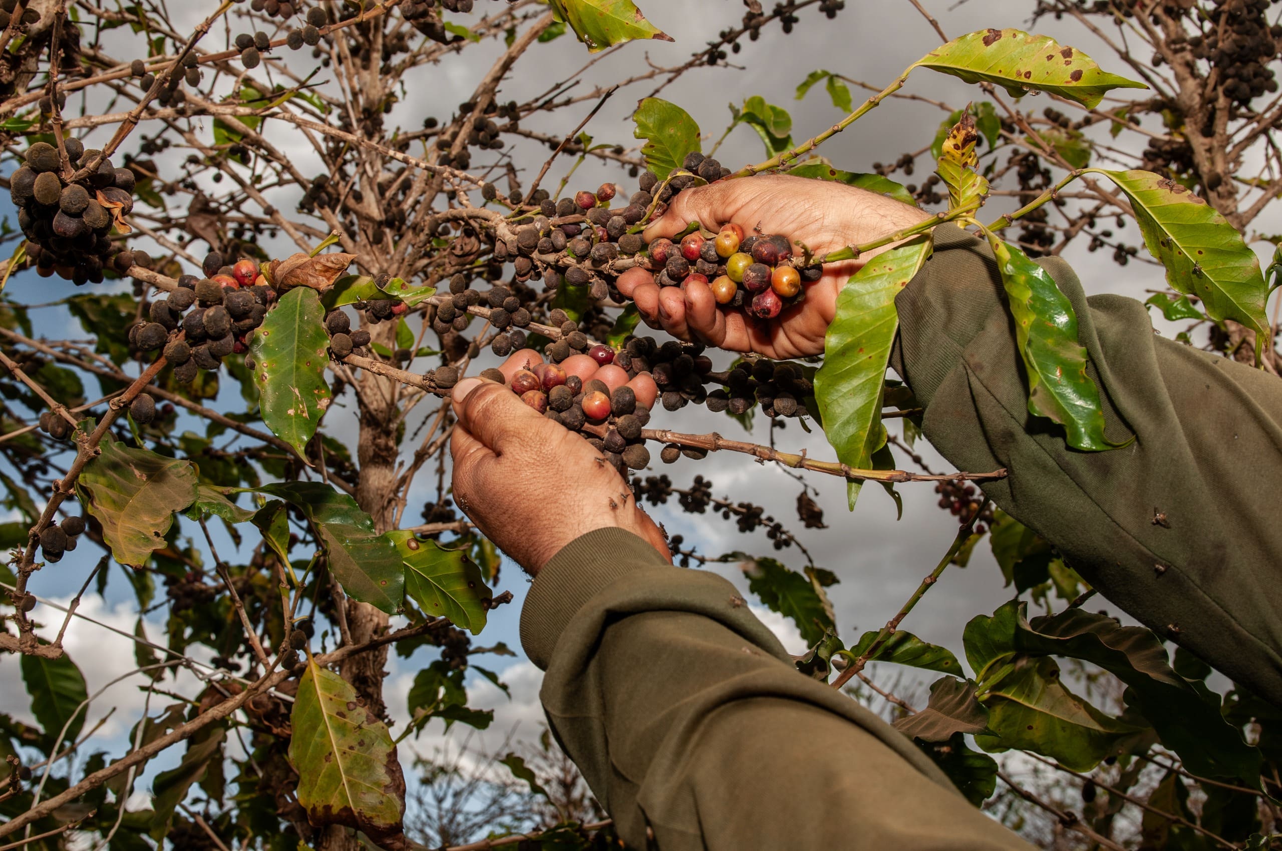 Conab prevê crescimento de 30,6% na produção de café em Goiás