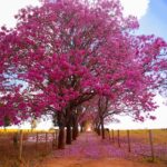 Goiás Turismo reúne municípios da trilha Desafio das Flores