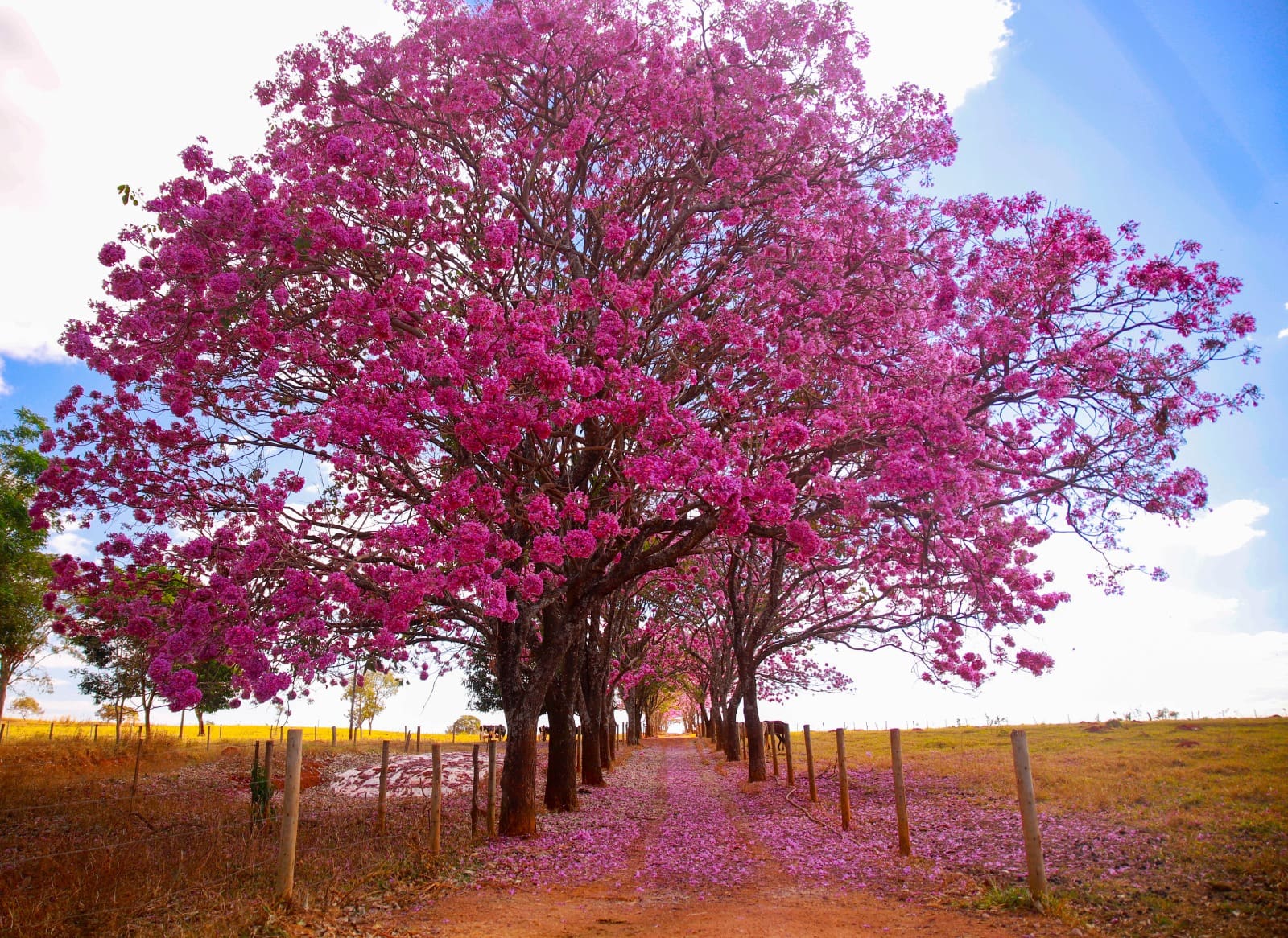 Goiás Turismo reúne municípios da trilha Desafio das Flores