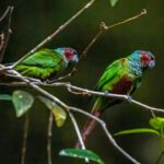 Observação de aves é a nova aposta do turismo de Goiás