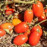 Agrodefesa alerta: transplantio de tomate deve ser feito até dia 30