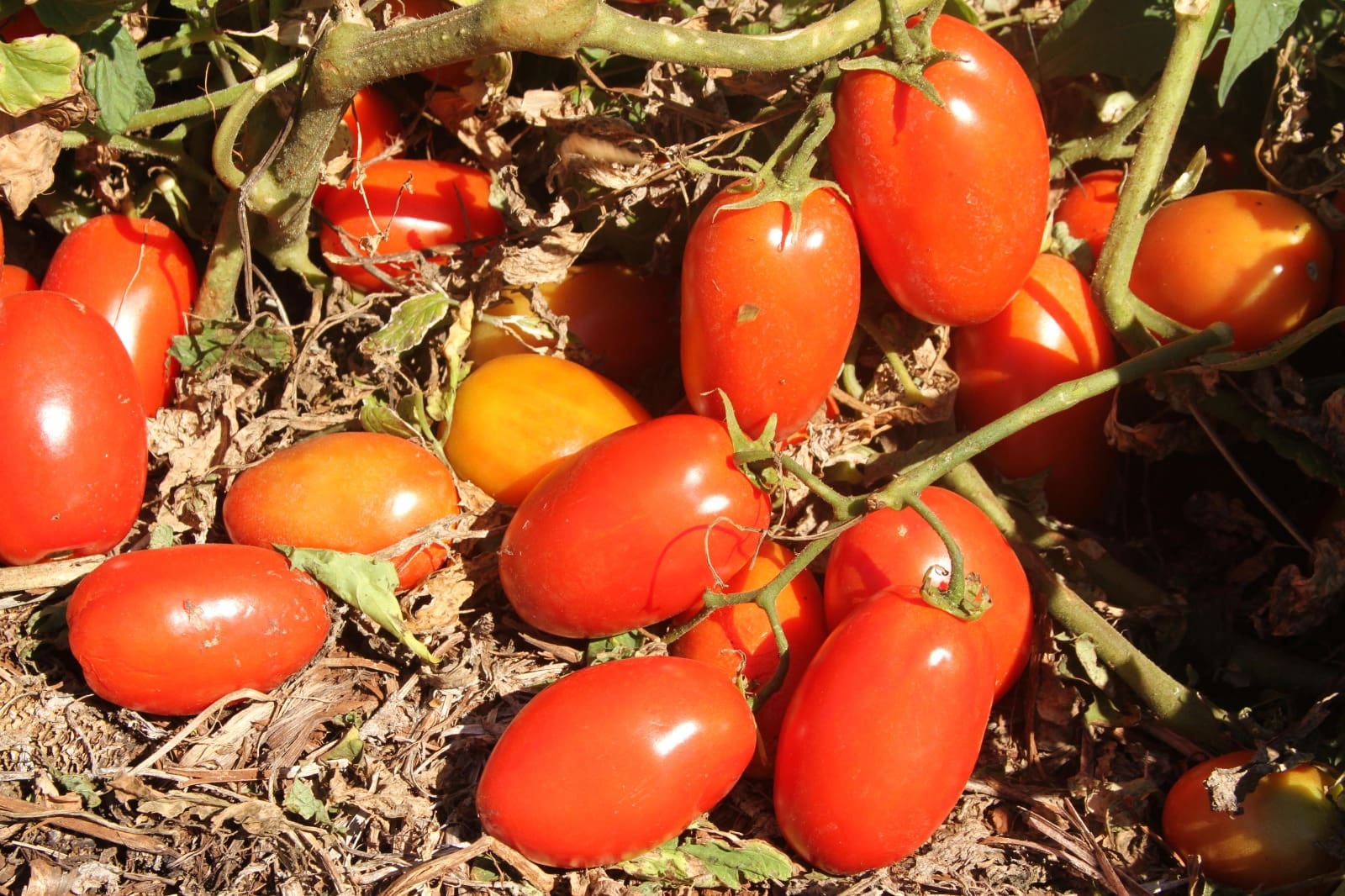 Agrodefesa alerta: transplantio de tomate deve ser feito até dia 30