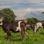 Vacinação contra raiva de herbívoros termina no  sábado