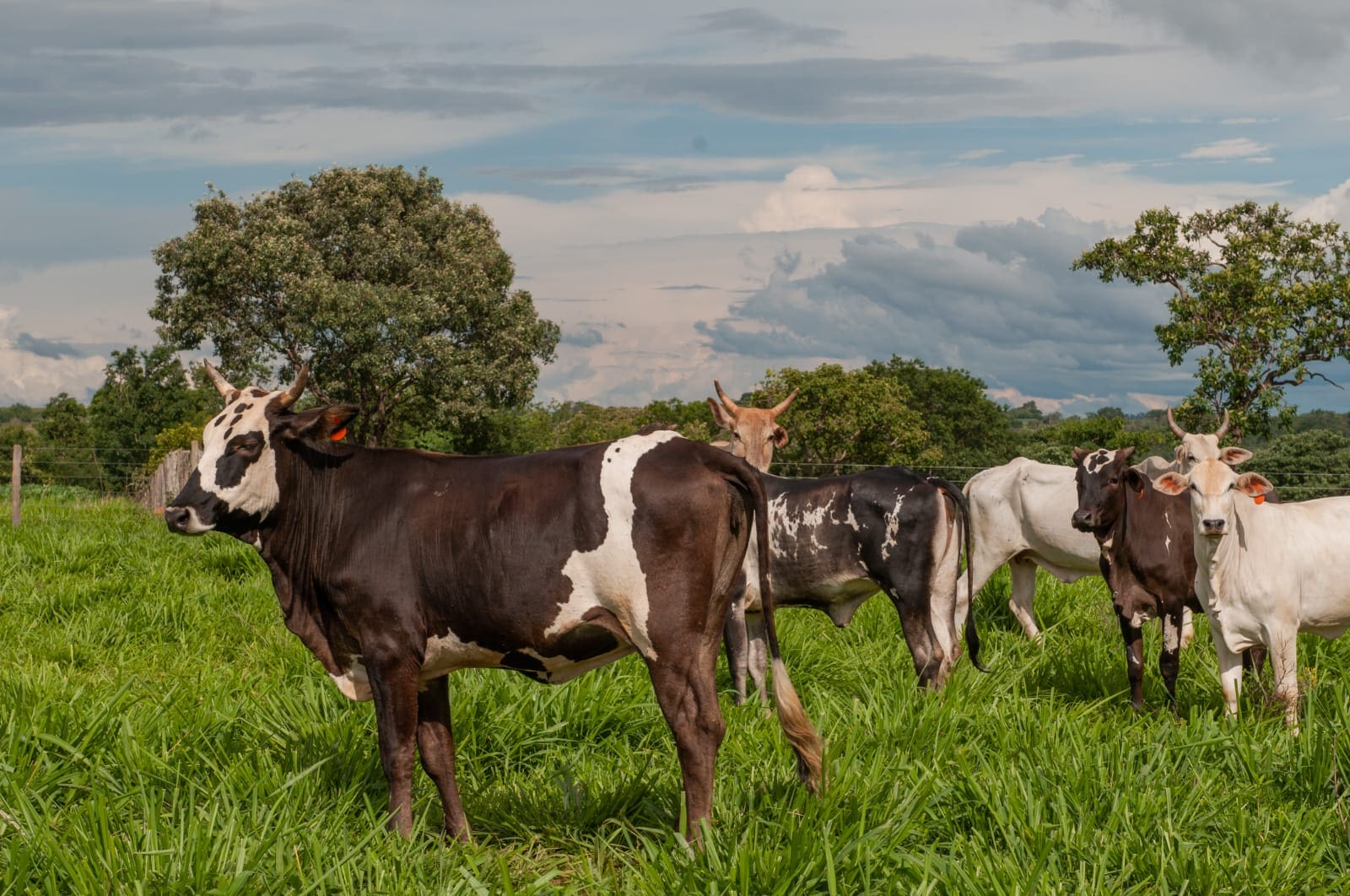 Vacinação contra raiva de herbívoros termina no  sábado