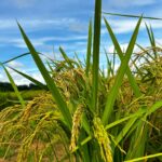 Área plantada de arroz deve crescer mais de 23% em Goiás