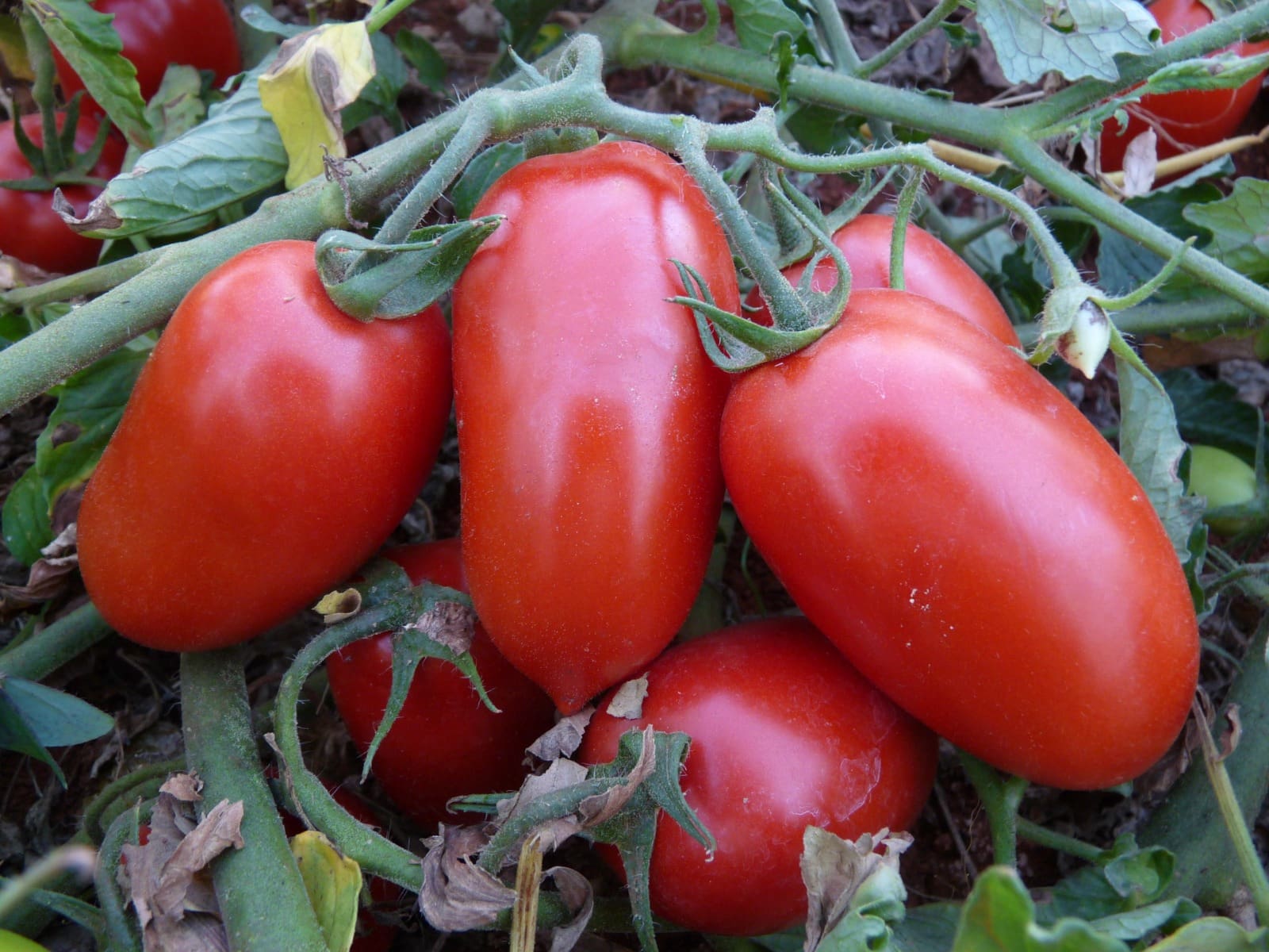 Líder nacional, produção goiana de tomate deve crescer 36,6%