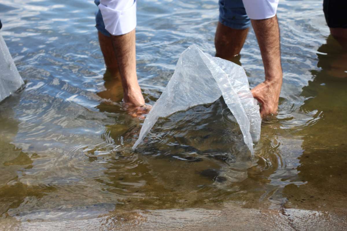 Entenda por que é proibido jogar peixes nos rios sem autorização da Semad