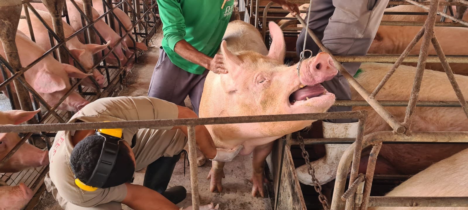 Vigilância da Agrodefesa contribui para Goiás manter status de zona livre da peste suína