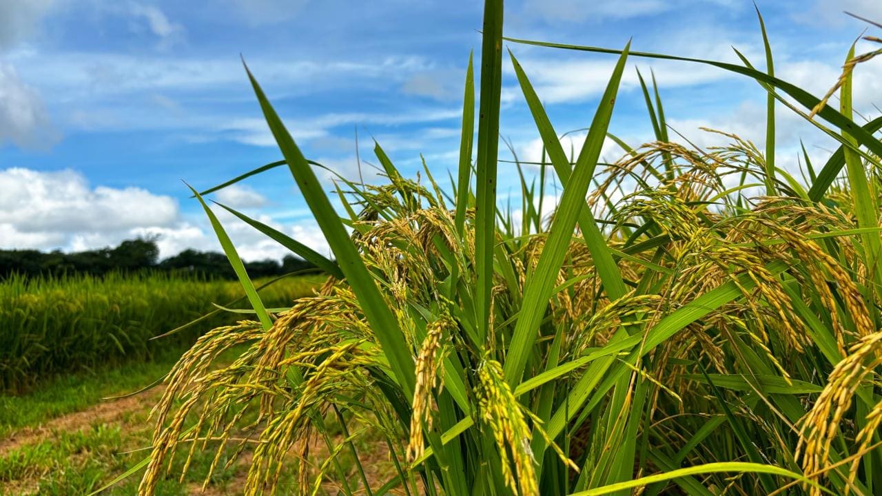 Produção de arroz em Goiás cresce 17,7%