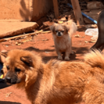 Polícia resgata cães abandonados pelo tutor após mudança de endereço