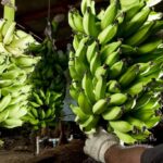 Bananicultores devem cadastrar propriedades rurais junto ao Sidago