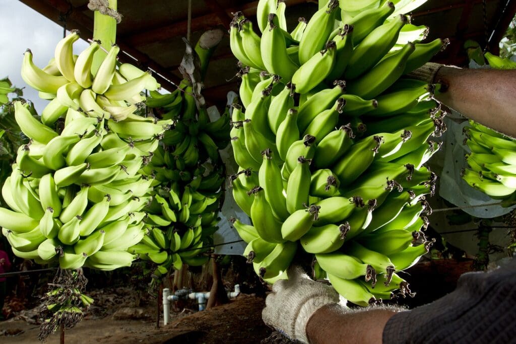 Bananicultores devem cadastrar propriedades rurais junto ao Sidago