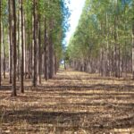 Área de florestas plantadas  tem crescimento em Goiás