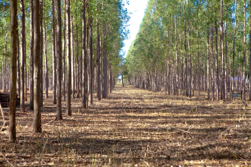 Área de florestas plantadas  tem crescimento em Goiás