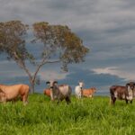 Agropecuária goiana vai receber mais de R$ 16 milhões do FCO Rural