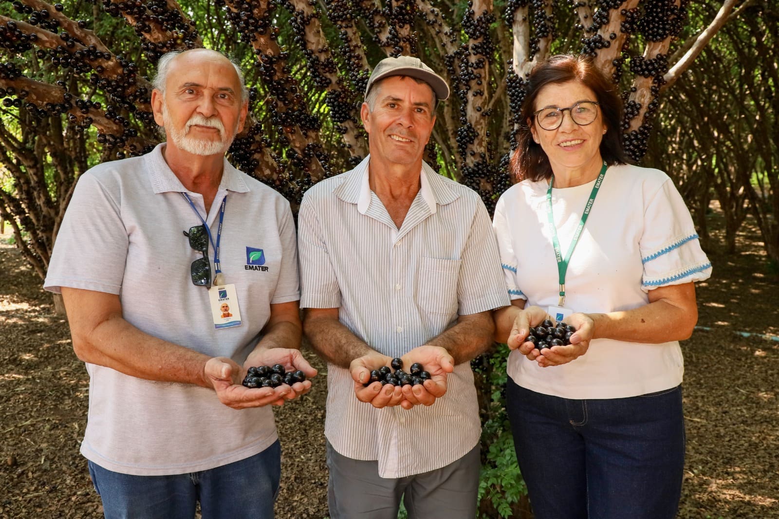 Com apoio da Emater, produtor melhora produção de jabuticaba