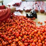 Produção de tomate deve crescer 36,6% em Goiás