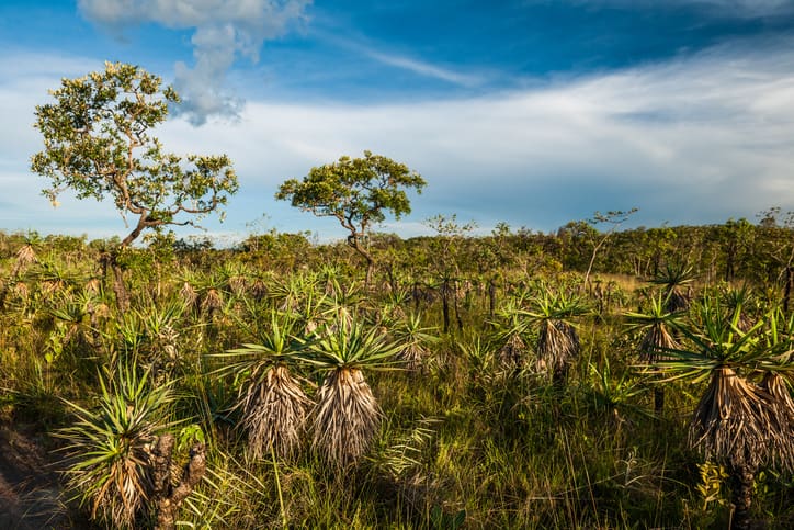 No Dia do Cerrado, Semad discute mudanças climáticas