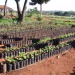 Virada Ambiental vai plantar 13 mil árvores do Cerrado no entorno do DF