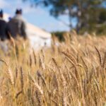 Diversificação de culturas é um dos segredos do sucesso do agro goiano