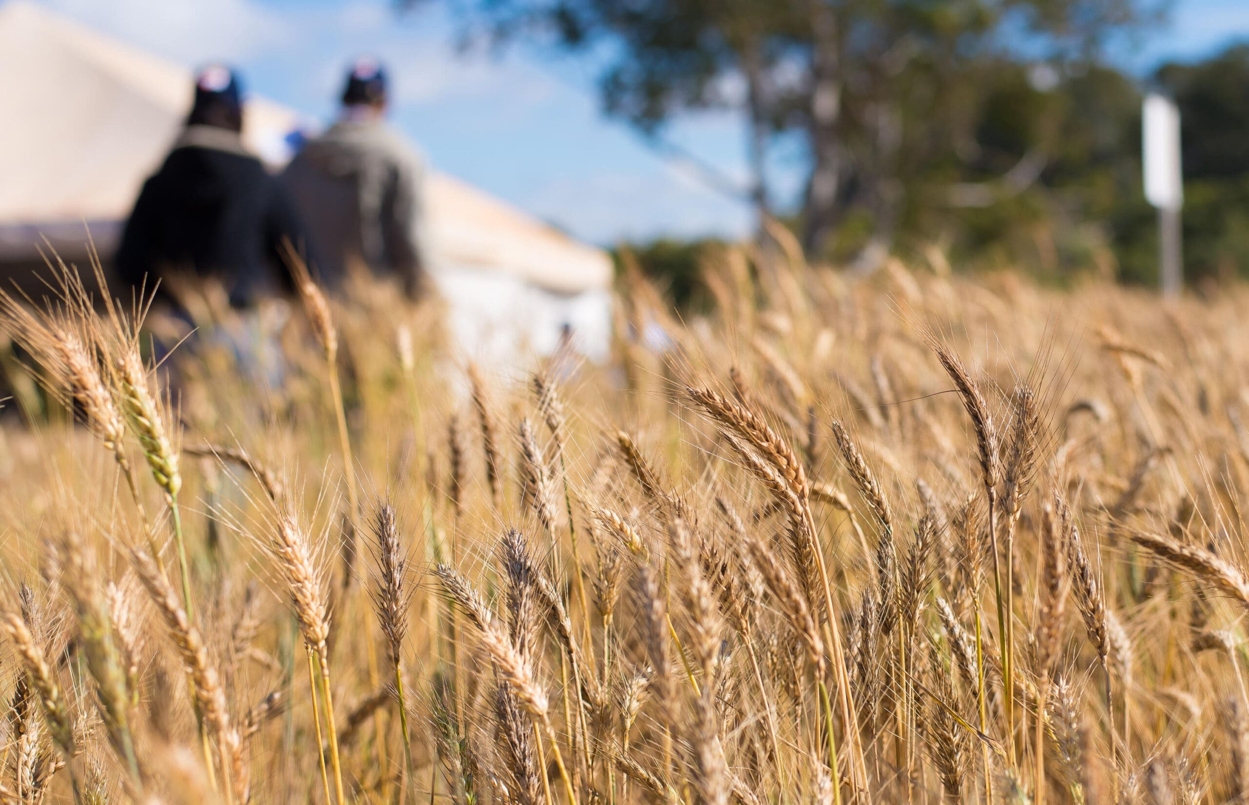 Diversificação de culturas é um dos segredos do sucesso do agro goiano