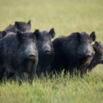 Agrodefesa reforça importância do  monitoramento de javalis em Goiás