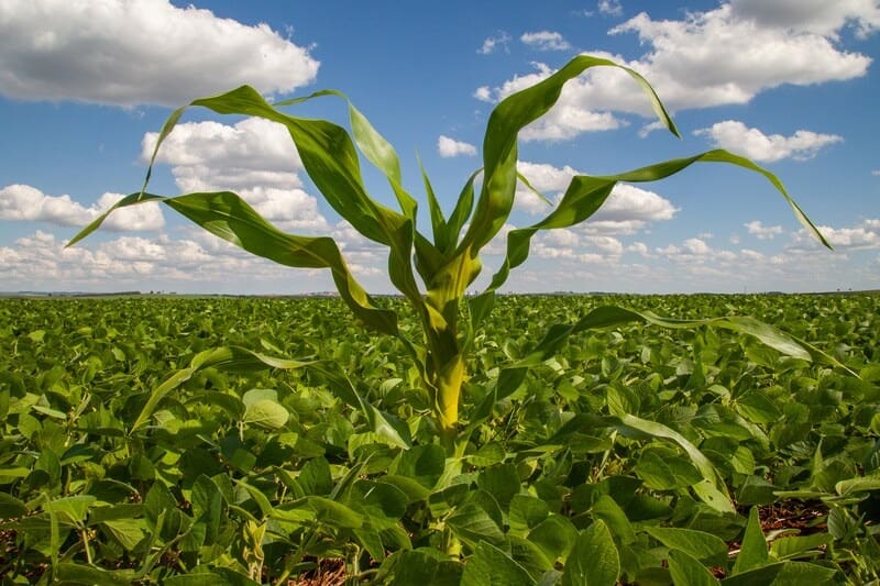 Agrodefesa alerta sobre importância da destruição do milho tiguera